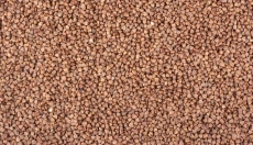 How to Prepare Delicious Buckwheat Pancakes